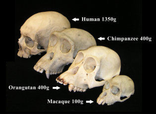 The facial angle of various primates can be clearly seen here: provided courtesy of the Museum of Comparative Zoology, Harvard University