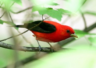 The lovely scarlet tanager