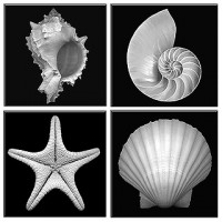 Shell diversity